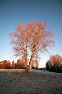 Winsterse boom in het zonnige ochtendlicht van thomaswphotography