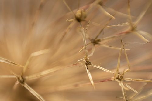 Alium, uitgebloeid 5