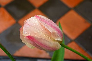 Roze tulp van Stefania van Lieshout