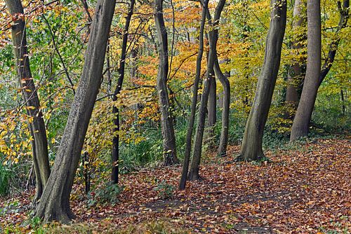 Herfstig beukenbos in het Botanische Volkspark Berlijn