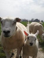 Sheep