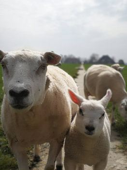 Moutons