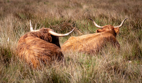 2 schottische Hochlandrinder, die im Gras liegen