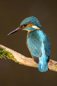 Eisvogelmännchen auf der Suche nach seiner Beute