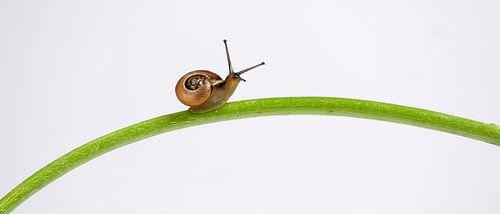 Langsam an die Spitze!