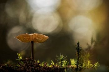 It's all about bokeh