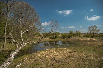 Kennemerduinen, Noord-Holland van Peter Bartelings