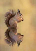 Image miroir...