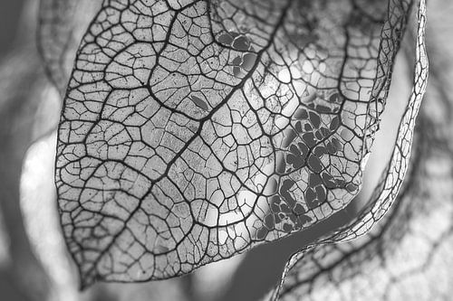 Open structuur van een zaaddoos