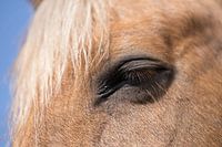 Part of the head of a chestnut horse