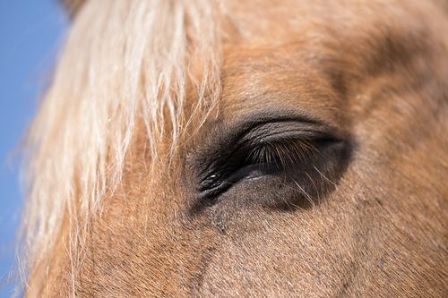 Partie de la tête d'un cheval alezan