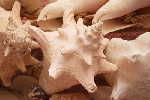 Coquillages Saint Martin