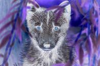 Wolf met blauwe ogen van Ans Bastiaanssen thumbnail