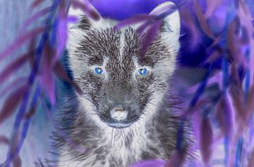 Wolf mit blauen Augen von Ans Bastiaanssen