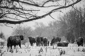 Schotse hooglanders in de sneeuw