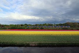 Bollenveld bij Vogelenzang met trein