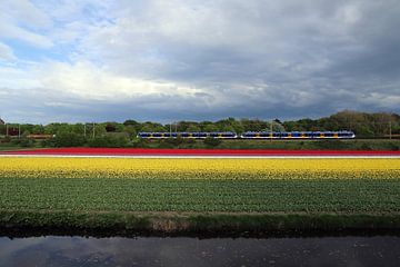 Bollenveld bij Vogelenzang met trein van Frans de Winter