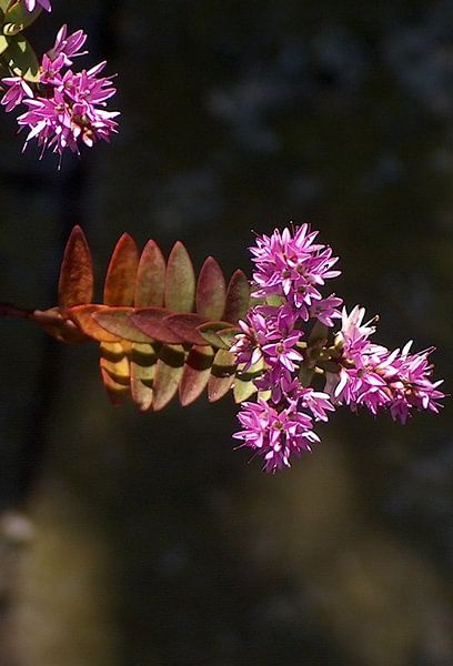 zon op bloem par ton langbroek