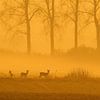 Deer by HJ de Ruijter