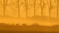 Deer by HJ de Ruijter thumbnail
