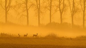 Hirsche