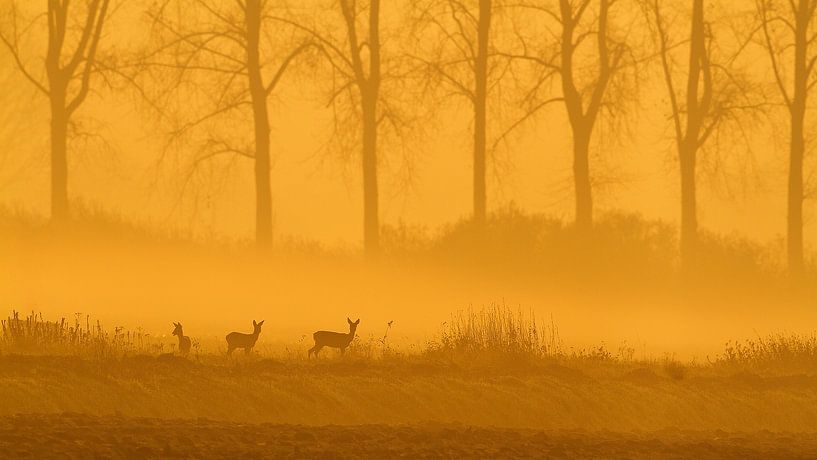 Deer by HJ de Ruijter