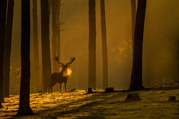Edelhert tijdens zonsopgang in het bos