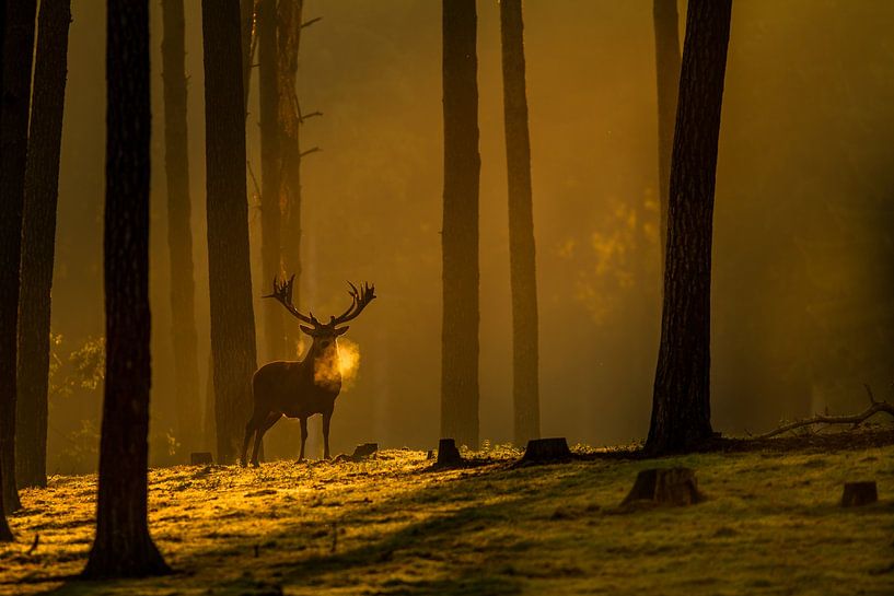 Edelhert tijdens zonsopgang in het bos van Andy Luberti