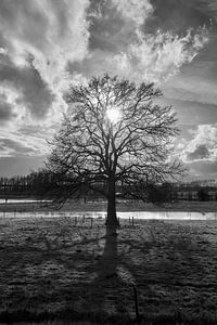Soleil derrière un arbre dans la plaine inondable de l'IJssel