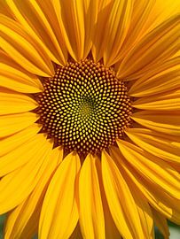 Tournesol richement détaillé