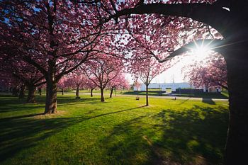 Blossoms by the old swimming pool – Sittard City Park