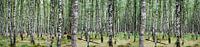 Birch forest (Large) by Erik Reijnders thumbnail