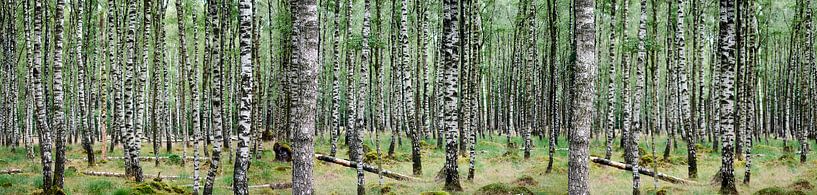 Forêt de bouleaux (grand) par Erik Reijnders
