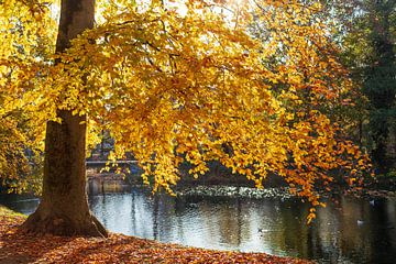 Herbst  in den Bremer Wallanlagen, Deutschland, Europa