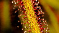 Waterdruppels op plant