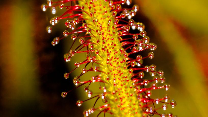 Waterdruppels op plant by Natasja Martijn