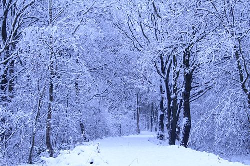 Bos in wintertijd