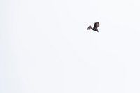 Renards Volants