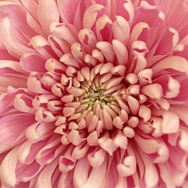 Roze pracht van Marco Weening