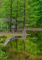 Wandelbos Tilburg