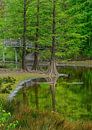 Wandelbos Tilburg von Leon Okkenburg Miniaturansicht