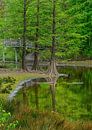 Wandelbos Tilburg van Leon Okkenburg thumbnail