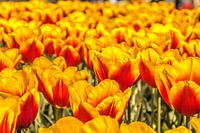 Kleurrijke tulpen