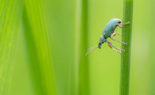 Groene snuitkever tussen het groene gras