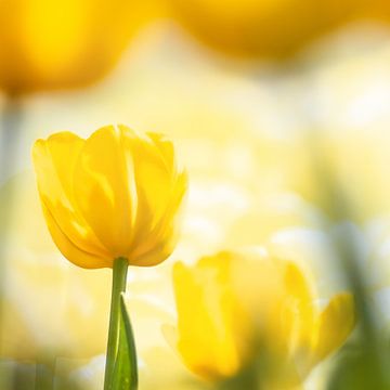 Gele tulpen van Ron van der Stappen
