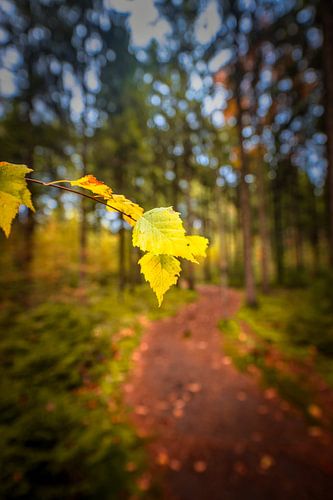 Herfstbladeren van dichtbij