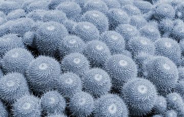 Blauwe cactussen in Jardin Exotique in Monaco. Moderne botanische illustratie in pastelkleuren. van Dina Dankers
