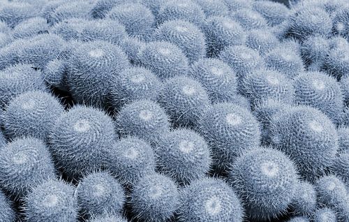 Blauwe cactussen in Jardin Exotique in Monaco. Moderne botanische illustratie in pastelkleuren.