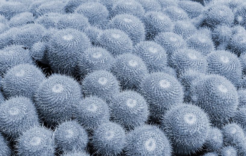 Blue cacti in Jardin Exotique in Monaco. Modern botanical illustration in pastel colors. by Dina Dankers