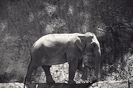 Asian elephant in front of a rock wall in black and white